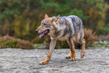 Lone wolf running in autumn forest Czech Republic