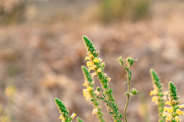 Fototapeta premium flowers on background of green grass