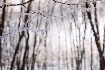 Beautiful frozen trees in winter. Hoarfrost on trees. 