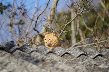 屋根の上にいる猫ちゃん