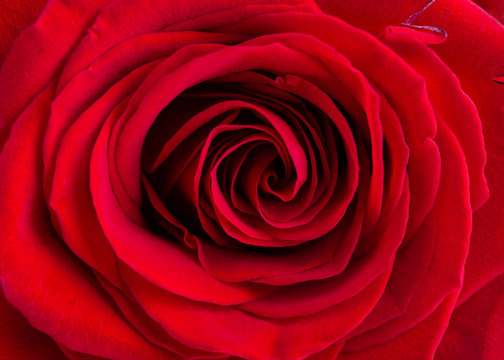 Close-up of red rose. Beautiful flowers backround. Top view.