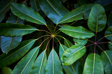 Fototapeta premium Dense circles of green leaves in the park