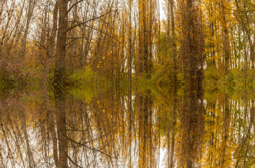 Obraz premium Reflections in the water of some forest trees in autumn