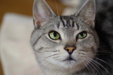 Fototapeta premium サバトラ猫