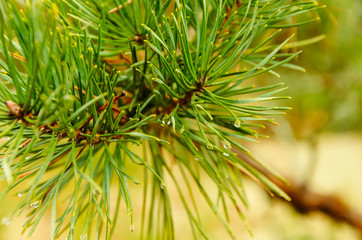 a coniferous tree in the forest is bright green, a branch with drops of water or dew