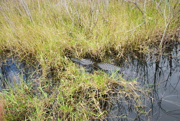 Alligator in Everglades National Park, Florida