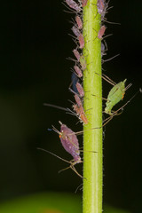 Colony of aphids on the stem of a plant, closeup. Green aphid on the stem, closeup