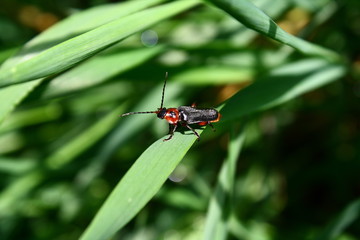 bug on leaf