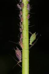 Colony of aphids on the stem of a plant, closeup. Green aphid on the stem, closeup