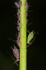 Colony of aphids on the stem of a plant, closeup. Green aphid on the stem, closeup