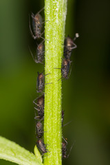 Colony of aphids on the stem of a plant, closeup. Green aphid on the stem, closeup