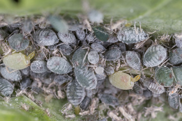 Colony of aphids on the stem of a plant, closeup. Green aphid on the stem, closeup