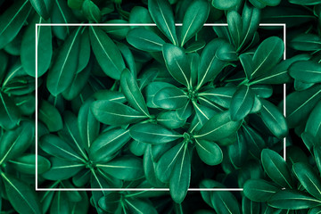 Top view closeup on a lush boxwood (buxus) bush with a rectangular white frame and copy space. Abstract natural green trendy texture background - obrazy, fototapety, plakaty