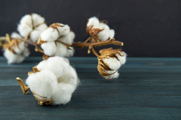 Natural cotton bolls with a branch