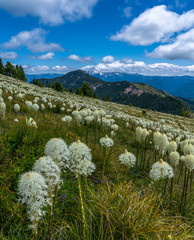 Fototapeta na wymiar Mountain and Bear Grass - Oregon