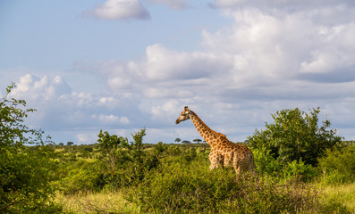 Green savanna landscape in Africa with a tall giraffe and clouds image in horizontal format with...