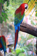 colorful parrot on a branch