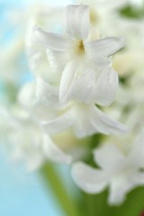 Fototapeta premium Spring flowers. White hyacinth flower macro on a light blue background.Gentle light floral nature background.