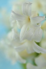 Spring flowers. White hyacinth flower  with drops of water on a light blue background.Gentle light floral nature background.