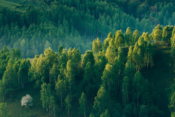 Sunrays over a green forest in summer.