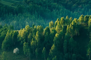 Türaufkleber Sunrays over a green forest in summer. © belyaaa