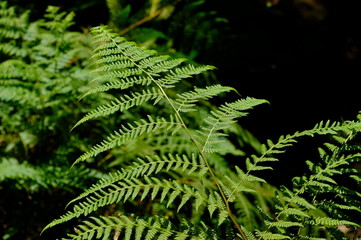 fern in the forest