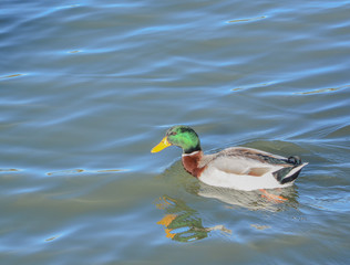 Mallard (Anas platyrhynchos) is a dabbling duck on Fool Hollow Lake in Show Low, Navajo County, Apache Sitgreaves National Forest, Arizona USA