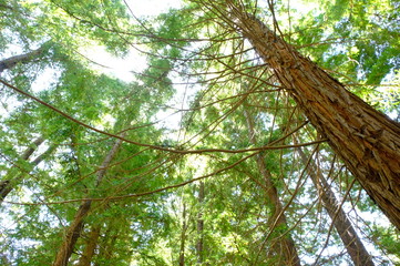 Fototapeta premium tree in the forest