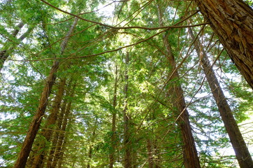 Obraz premium tree in the forest