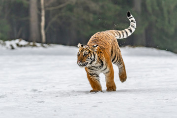 Siberian Tiger running in snow. Beautiful, dynamic and powerful photo of this majestic animal. Set in environment typical for this amazing animal. Birches and meadows
