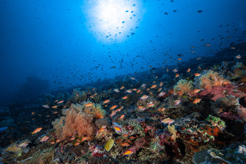 Naklejka na ściany i meble Colourful Coral Reef