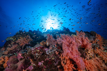 Fototapeta na wymiar Soft Coral