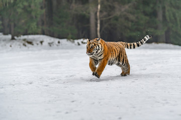 Siberian Tiger running in snow. Beautiful, dynamic and powerful photo of this majestic animal. Set in environment typical for this amazing animal. Birches and meadows