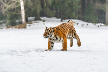 Siberian Tiger running in snow. Beautiful, dynamic and powerful photo of this majestic animal. Set in environment typical for this amazing animal. Birches and meadows