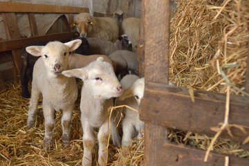 Lambs and Sheeps in a stable © icarmen13