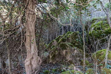 naturaleza y musgo verde monte