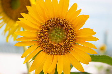 Fototapeta premium sunflower close up