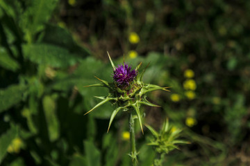 spiky flower