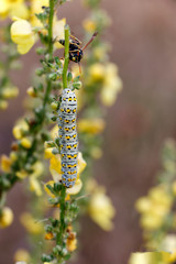 bee on flower