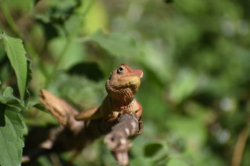 lizard on tree