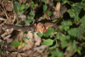 lizard on tree