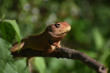 lizard on tree