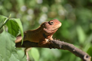 lizard on tree