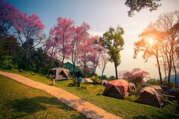 Fototapeta premium Tent camping in the Sakura Forest Park on the top of the hill In northern Thailand, Chiang Mai