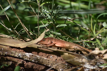 lizard on tree
