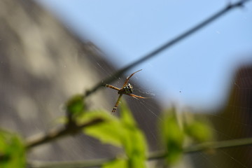 Spider in its net