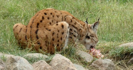 A lynx eats raw meat in the nature.