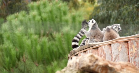 Ring-tailed lemur cleaning her tail in the outdoor.