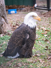 portrait of an american bald eagle