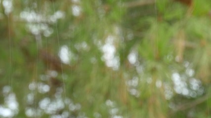 Powerful pouring rain against the background of green nature.